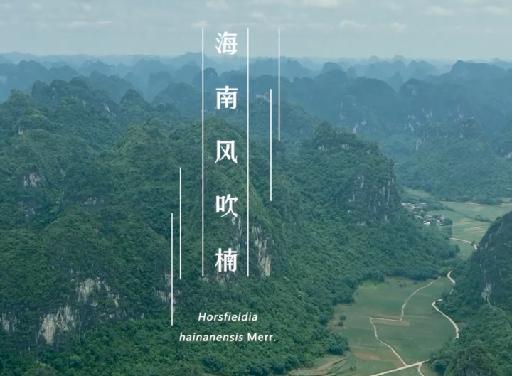 海南风吹楠